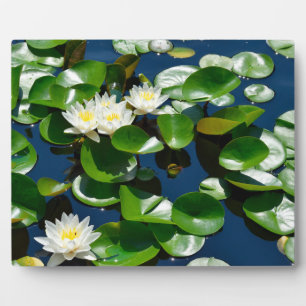 Placa Expositora Beautiful Water Lilies