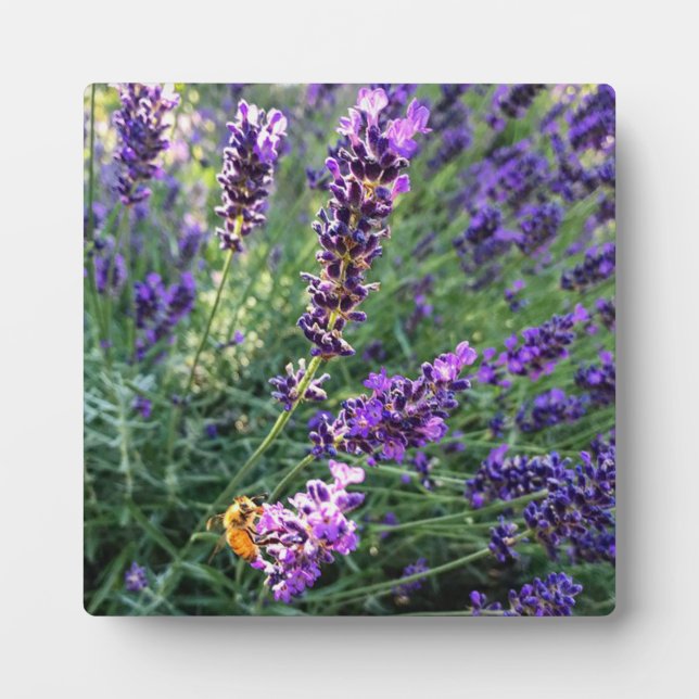 Placa Expositora Bee & Lavender (Frente)