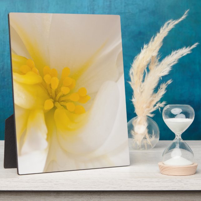 Placa Expositora Begonia blanca (Lado)