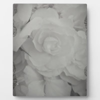 Begonia blanca