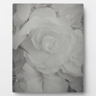 Placa Expositora Begonia blanca