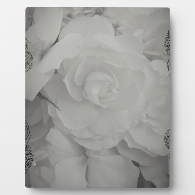 Placa Expositora Begonia blanca (Frente)