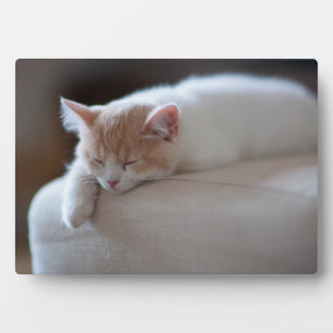 Placa Expositora Beige Cansado Y Gatito Blanco