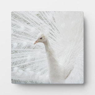 Placa Expositora Bellas plumas de pavo real blanco