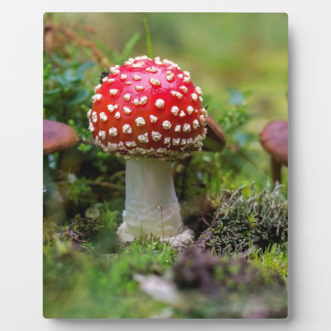 Placa Expositora Belleza de otoño (Frente)