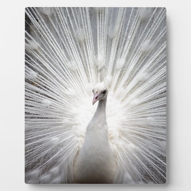 Placa Expositora Bello pavo real blanco (Frente)