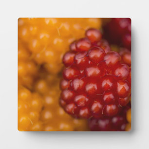 Placa Expositora Berry