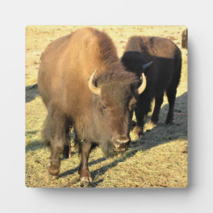 Placa Expositora Bison de Colorado