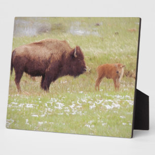 Placa Expositora Bison y Calf en Yellowstone