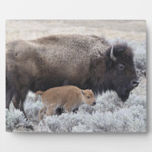 Placa Expositora Bisonte vaca y ternero, Yellowstone