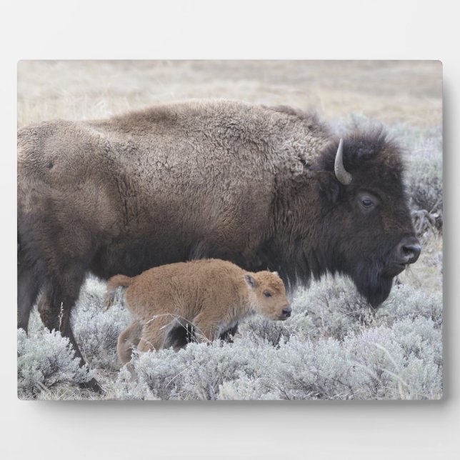 Placa Expositora Bisonte vaca y ternero, Yellowstone (Frente)