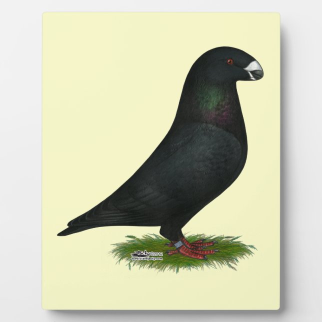 Placa Expositora Black Show Racer (Frente)