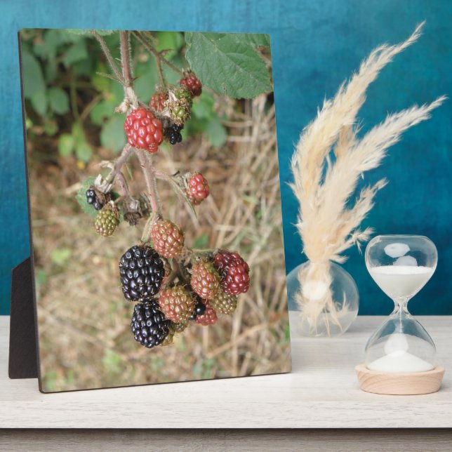 Placa Expositora Blackberry Bonanza Plaque (Lado)