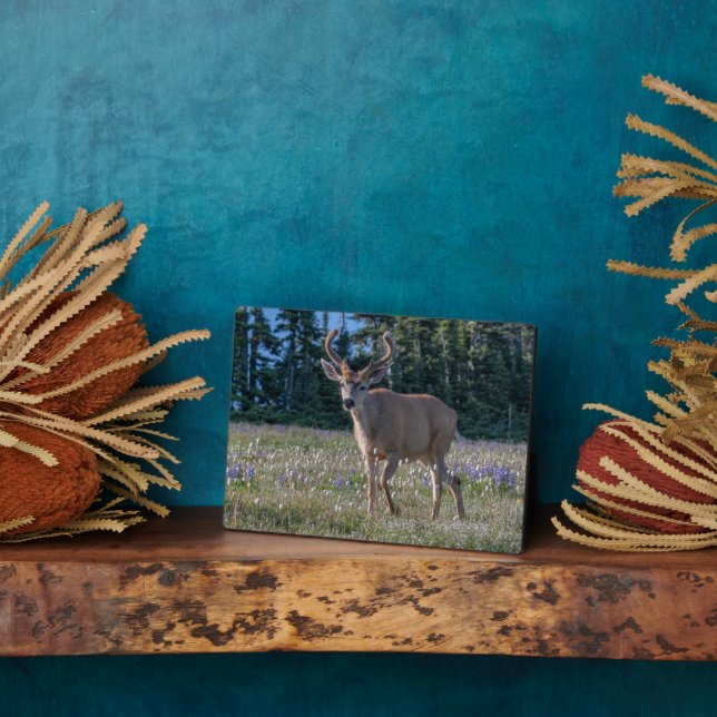 Placa Expositora Blacktail Deer Buck | Parque nacional olímpico (Lado)