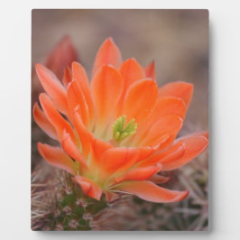 Placa Expositora Bloom en naranja