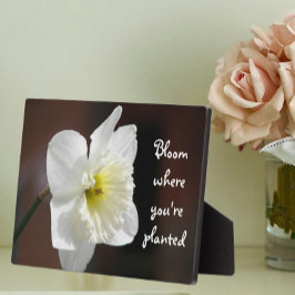 Placa Expositora Bloom Where You are Planted Quote White Daffodil