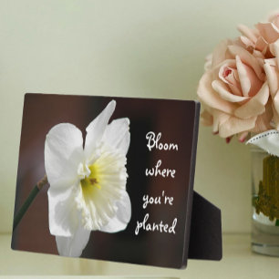 Placa Expositora Bloom Where You are Planted Quote White Daffodil