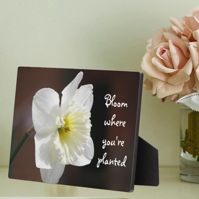 Placa Expositora Bloom Where You are Planted Quote White Daffodil (In Situ Angled)