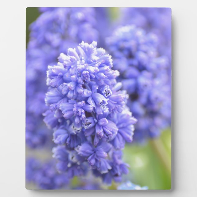 Placa Expositora Blue Bells (Frente)