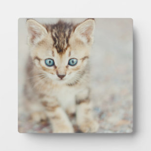Placa Expositora Blue Eyed Kitty