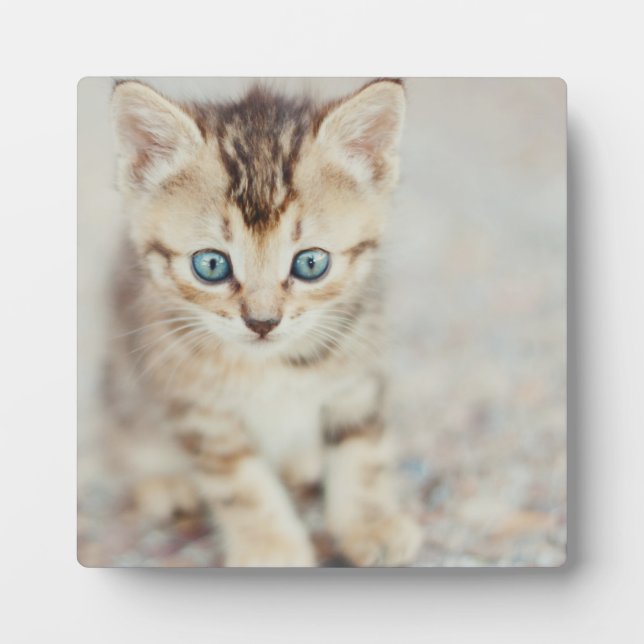 Placa Expositora Blue Eyed Kitty (Frente)