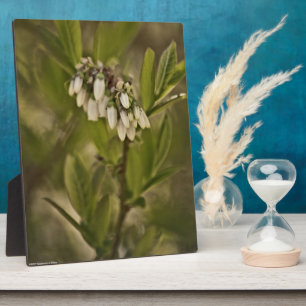 Placa Expositora Blueberry 585