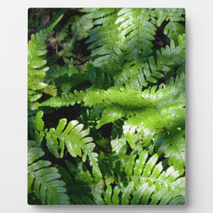 Placa Expositora Boho botánico de Spring Green Ferns