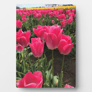 Placa Expositora Bolray Price Tulips, Oregón
