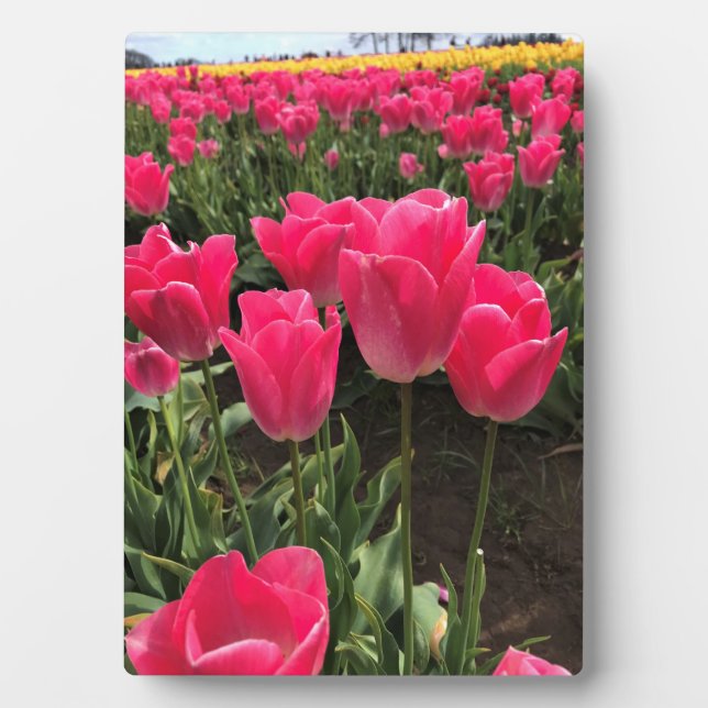 Placa Expositora Bolray Price Tulips, Oregón (Frente)