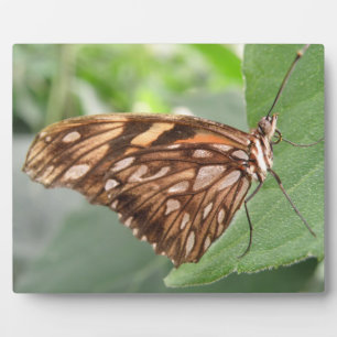 Placa Expositora Bonito Brown Butterfly Plaque