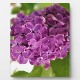 Placa Expositora Bonito Lilac