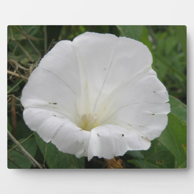 Placa Expositora Bonito Llave de Flor Convolvulsa Blanca (Frente)