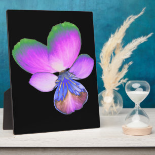 Placa Expositora Bonito Pansy Plaque