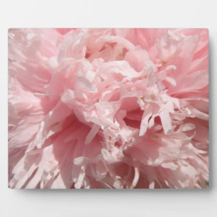 Placa Expositora Bonito Pink Poppy Plaque