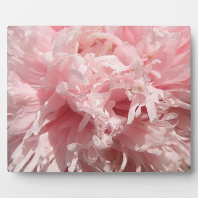 Placa Expositora Bonito Pink Poppy Plaque (Frente)
