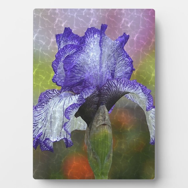 Placa Expositora Bonito Purple Iris (Frente)