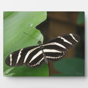 Placa Expositora Bonito Zebra Longwing Butterfly Plaque