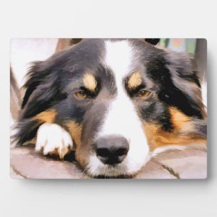 PLACA EXPOSITORA BORDER COLLIE