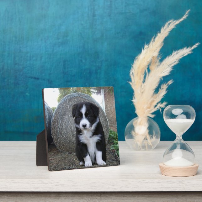 Placa Expositora Border Collie Cachorro Granja Vida, (in situ)
