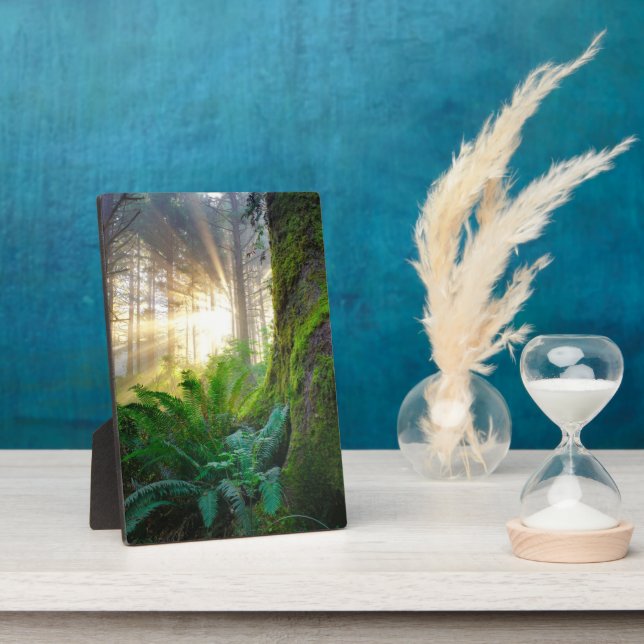 Placa Expositora Bosque de la costa del Pacífico, Oregón (Lado)