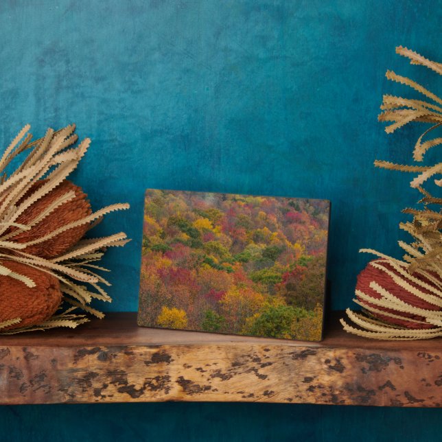 Placa Expositora Bosque de madera dura en el condado de Randolph, V (Lado)