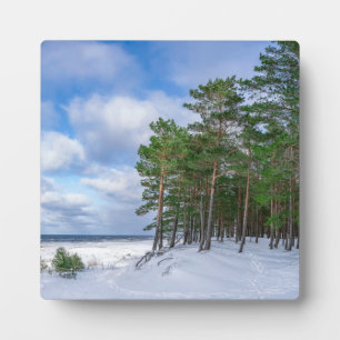 Placa Expositora Bosque de pino cerca de la costa marítima de Leton