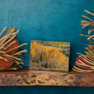 Placa Expositora Bosque nacional de Gunnison