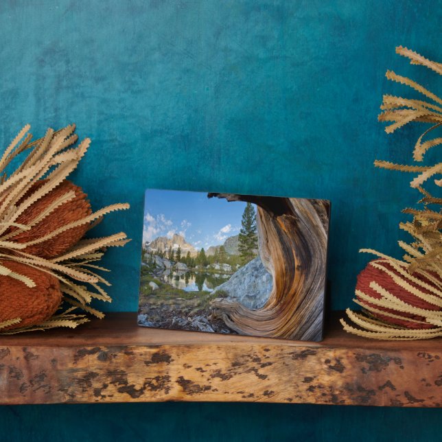 Placa Expositora Bosque Nacional Inyo, California (Lado)