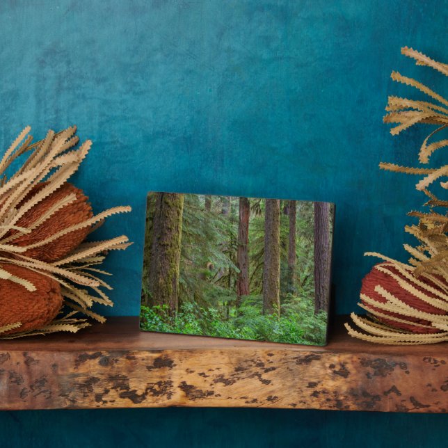 Placa Expositora Bosque nacional Willamette | Oregón (Lado)