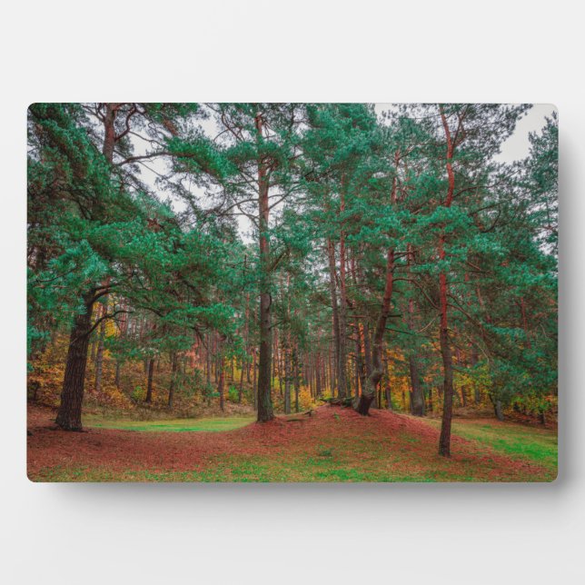 Placa Expositora Bosque otoñal (Frente)