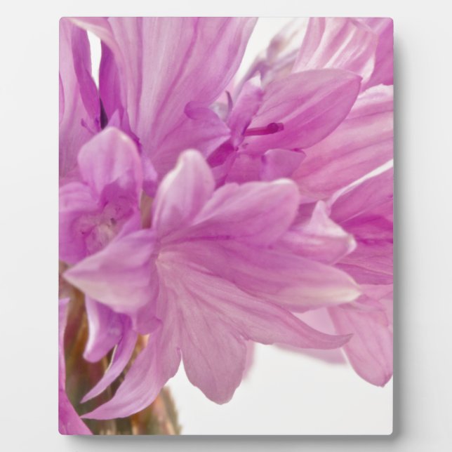 Placa Expositora botón Batchelor (Frente)