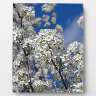 Placa Expositora Bradford Pear Blooms