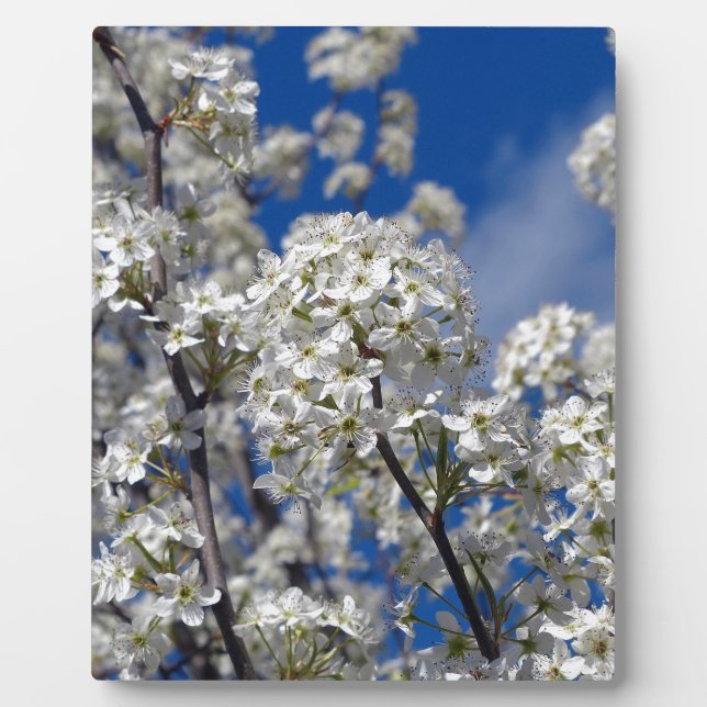 Placa Expositora Bradford Pear Blooms (Frente)