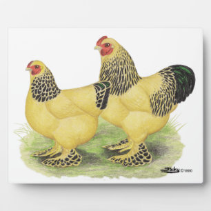 Placa Expositora Brahma Buff Pair